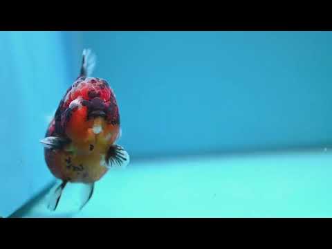 Tricolor Tiger Oranda 4.5 inch Body (260313_OR08)