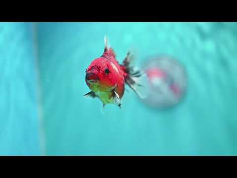 Tiger Oranda 3 inch Body (260821_OR12)