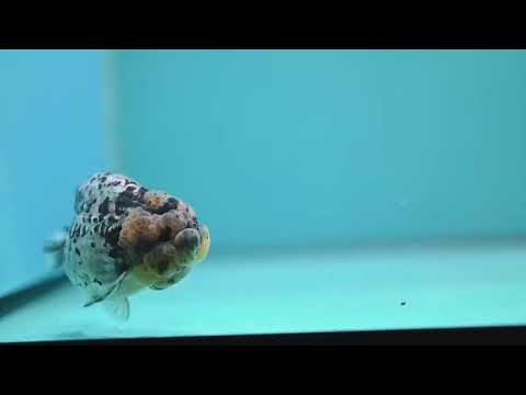 White Tiger Ranchu 3.5 inch Body (260626_RC05)