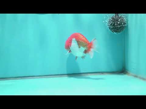 Red White Buffalo Ranchu 4 inch Body (260501_RC02)