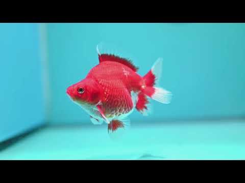 Red White Ryukin 3 inch Body (261002_RY07)