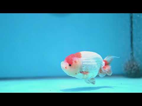 Red White Lionchu/Ranchu 4 inch Body (260320_RC05)