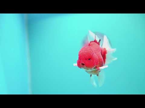 Sakura Orchid Tail Oranda 3.5 inch Body (260605_OR02)