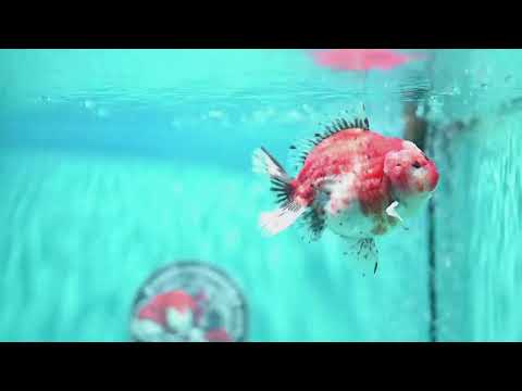 Shogun Tricolor Sakura Oranda 3.8 inch Body (260508_OR05)
