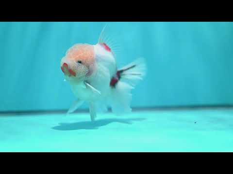 Sakura Rose Tail Oranda 3.5 inch Body (260814_OR21)