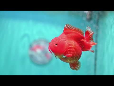 Classic Red YuanBao Oranda 4 inch Body (260821_OR22)