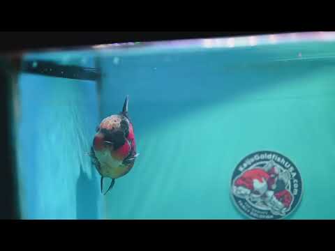 Heavy Ink Tricolor Tiger Oranda 4.2 inch Body (260417_OR04)