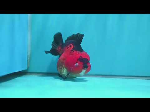 Apache YuanBao Oranda 4 inch Body (260501_OR03)