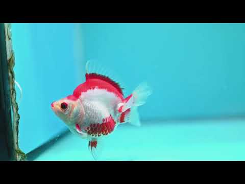 Red White Ryukin 3 inch Body (261002_RY03)