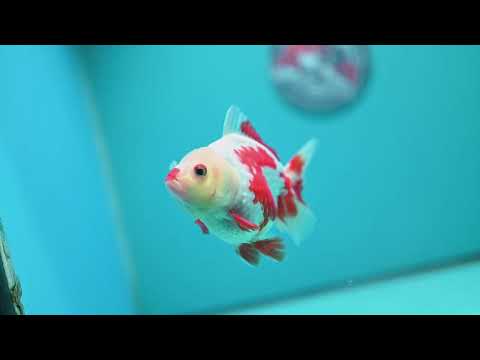 Red White YuanBao Oranda 4 inch Body (260626_OR12)