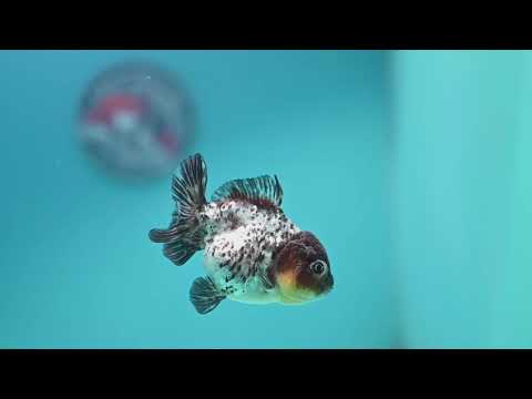 Blue Based Tiger Oranda 3 inch Body (260424_OR18)