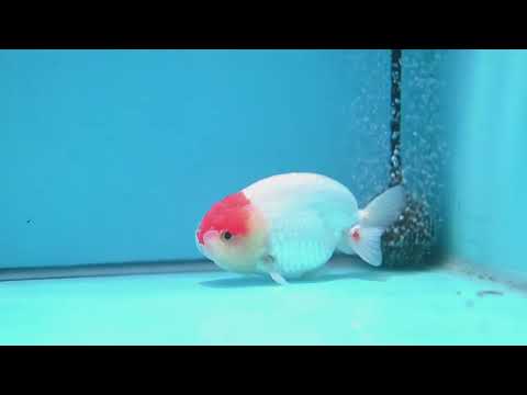 Tancho Ranchu 4 inch Body (260320_RC03)