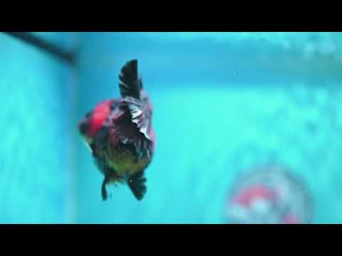 Shogun Tiger Oranda 3.5 inch Body (260814_OR02)