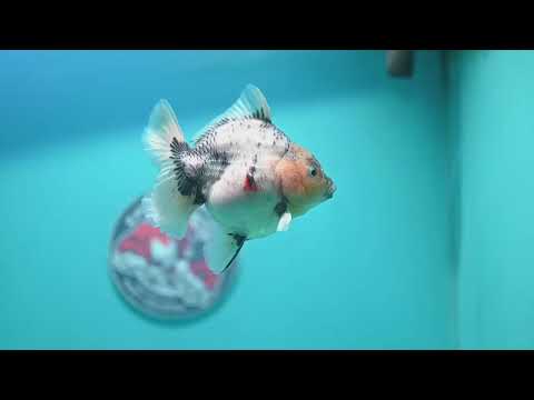 White Tiger Oranda 3.5 inch Body (260626_OR09)