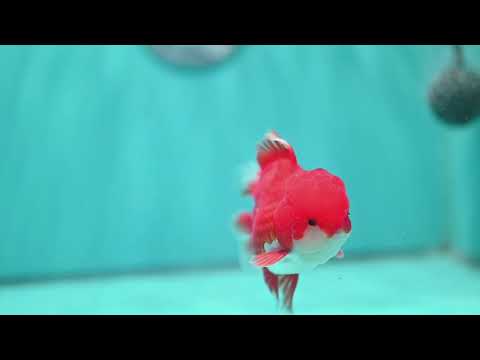 Red White Rose Tail Oranda 3.5 inch Body (260904_OR02)