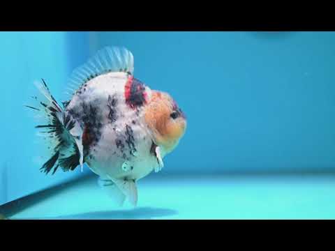 White Tiger Oranda 4.5 inch Body (260313_OR11)