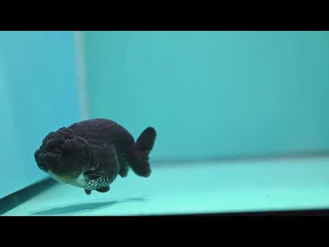 Black Ranchu 4 inch Body (260925_RC04)