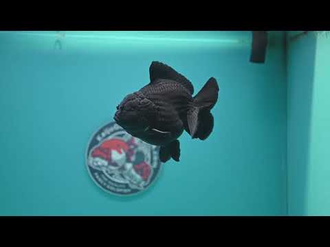 Shogun Jet Black Oranda 4 inch Body (260320_OR11)