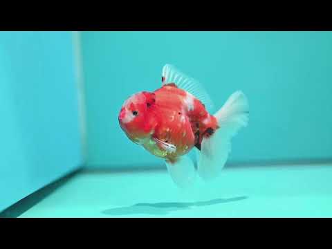 Sakura Oranda 3.5 inch Body (260731_OR06)