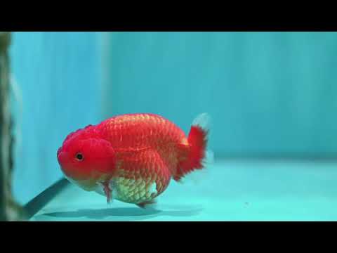 Red White Ranchu 3 inch Body (260522_RC04)