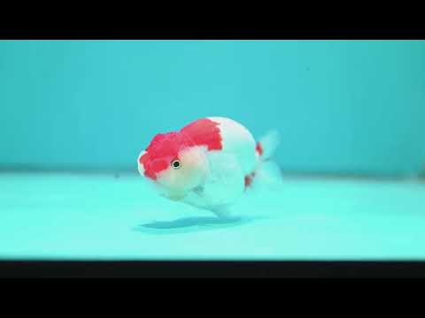 Red White Ranchu 3.8 inch Body (260619_RC12)
