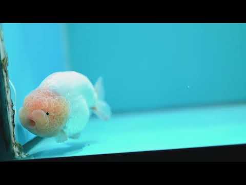 Jumbo Snow White Ranchu 4.5 inch Body (260619_RC07)