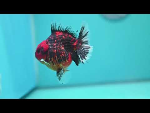 Tiger Oranda 3.5 inch Body (260925_OR15)