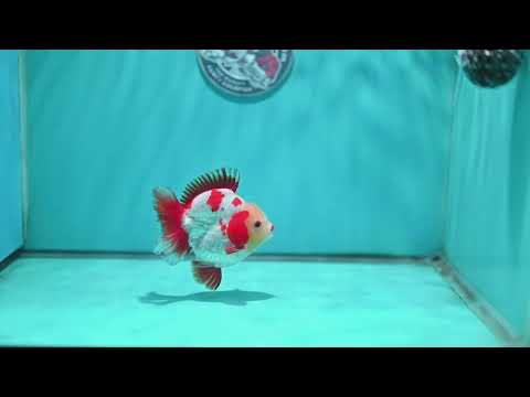 Jade Face Red White YuanBao Oranda 3.5 inch Body (260626_OR02)