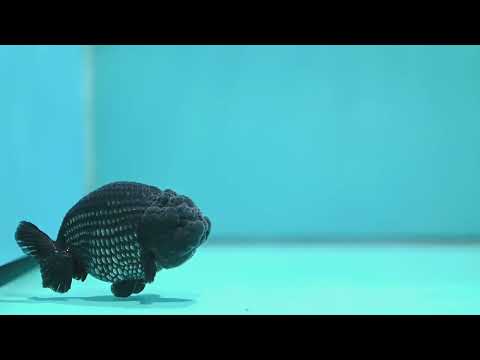 Platinum Ranchu 3.5 inch Body (260612_RC07)