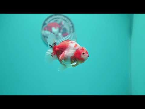 Sakura Oranda 3.5 inch Body (260626_OR10)