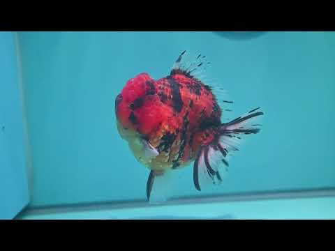 Tiger Oranda 4 inch Body (260417_OR05)