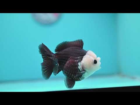 Panda Oranda 3.5 inch Body (260918_OR01)