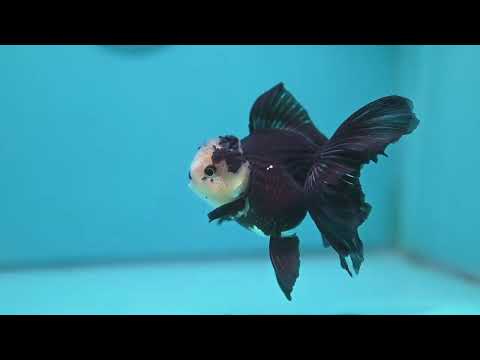 Panda Oranda 3.5 inch Body (260925_OR06)
