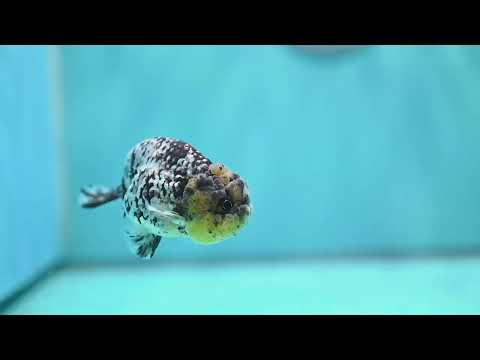 White Tiger Ranchu 3 inch Body (260821_RC04)
