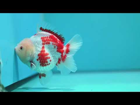 Polka-dot Red White YuanBao Oranda 4 inch Body (260529_OR18)