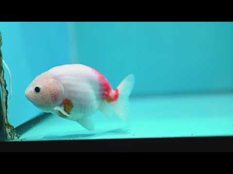 Sakura Ranchu 4 inch Body (261002_RC03)