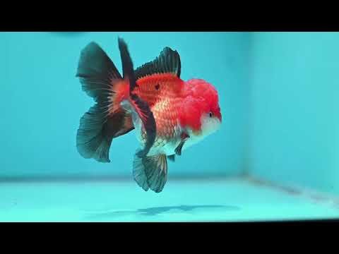 Tricolor Oranda 3.5 inch Body (260918_OR02)