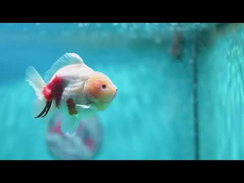 Sakura Oranda 3.5 inch Body (260821_OR20)