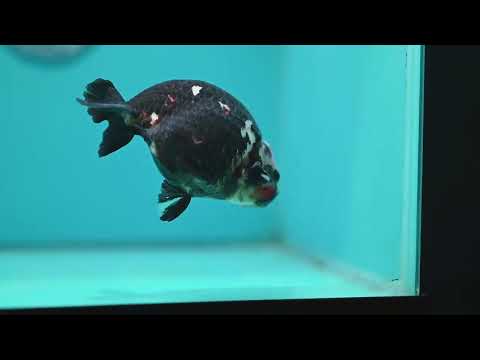 Jumbo Heavy Ink Cow Ranchu 4.5 inch Body (260724_RC04)