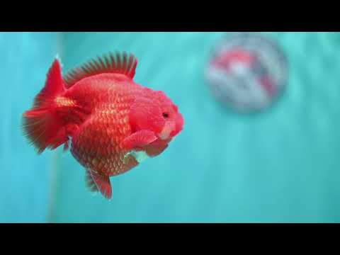 Shogun Red White Oranda 4 inch Body (260522_OR12)