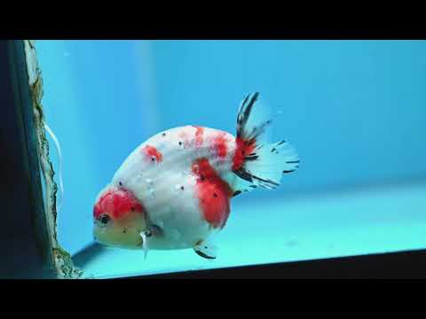 Sakura Ranchu 4 inch Body (261016_RC02)