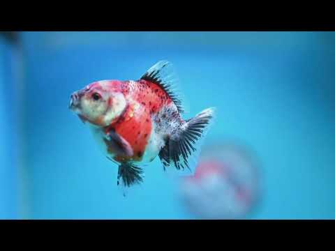 Baby Shogun Oranda 3 inch Body (261023_OR10)