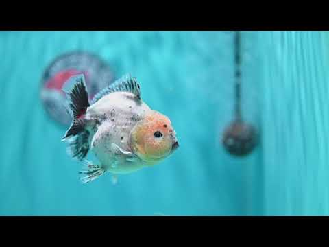 Shogun Galaxy Oranda 4 inch Body (260515_OR14)