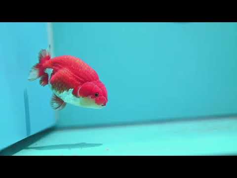 Buffalo Ranchu 3.8 inch Body (260814_RC02)