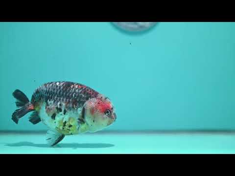 Jumbo Kirin Ranchu 4.5 inch Body (260619_RC03)