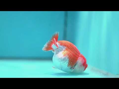 Red White Lionchu/Ranchu 3.8 inch Body (260320_RC04)