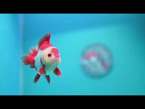 Red White YuanBao Oranda 3.5 inch Body (261002_OR03)