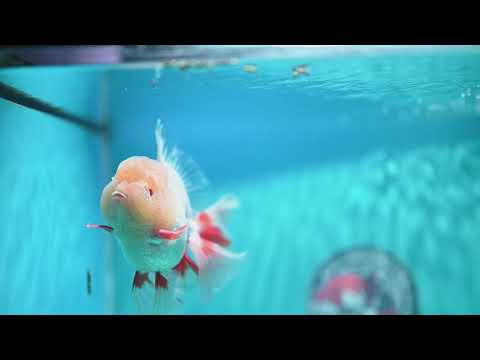 Lemon Head Red White Oranda 4 inch Body (260828_OR18)