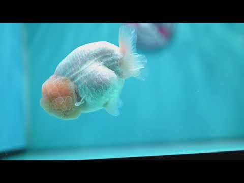Snow White Ranchu 4.5 inch Body (260529_RC04)
