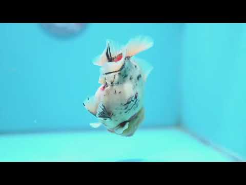 White Tiger Oranda 4.5 inch Body (260424_OR08)